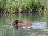 Sanglier Laie dans l'eau