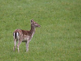 Jeune Daine