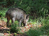 Jeune Sanglier