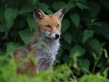 Renard roux