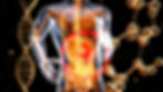 Transparent figure with visible orange internal organs, DNA helix, and molecular structures on a black background; scientific theme.