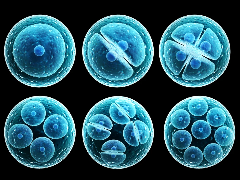 stem-cells-featured.webp