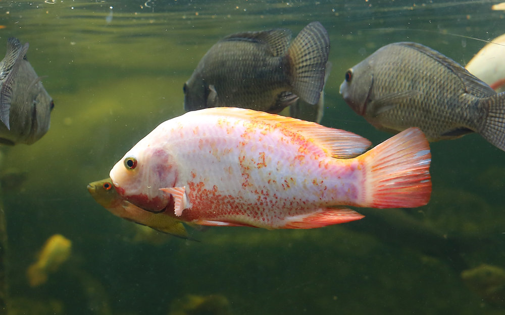 Chitter Fish Chitin and Chitosan: Potential Purification Powerhouses in the Fishing ...