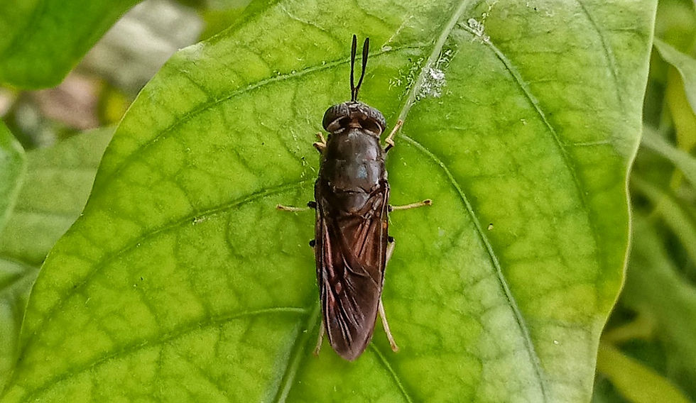 A black soldier fly on a leaf