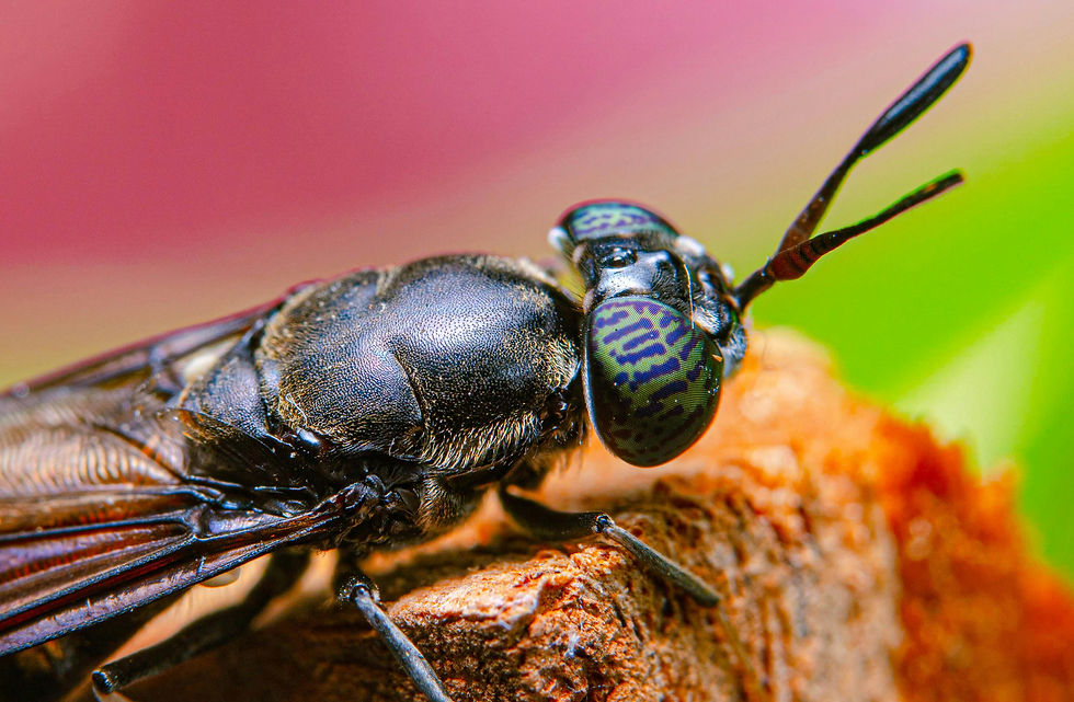 Close-up of a black fly with patterned eyes on bark. Background is blurred with pink and green tones.