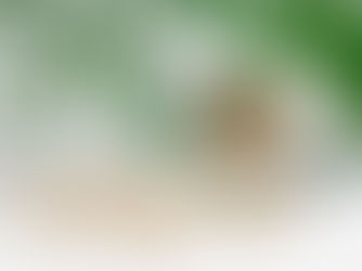 Spilled beige capsules near an open white bottle with green leaves above, on a white surface. Clean, organic feel.