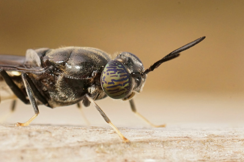 Chitinous Insect Chitosan 101: What It Is, Where It Comes From, and Why It Matters