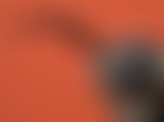 The Black Soldier Fly: Nature’s Sustainable Powerhouse - from Lifecycle to Application