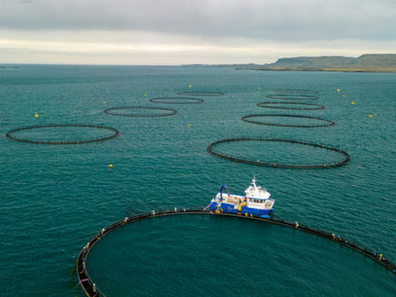 A blue boat near circular fish pens on a calm sea under a cloudy sky, with distant land visible. Yellow buoys float nearby.