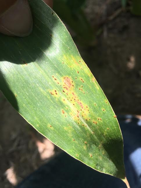 Rust in Corn, Kristen Williams