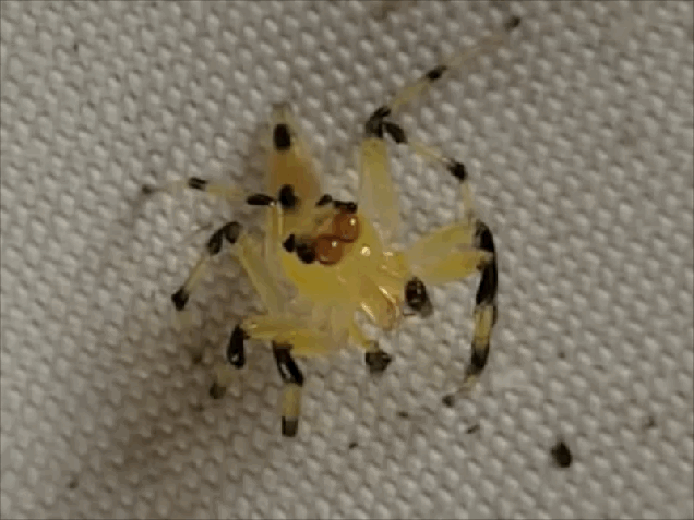 amycinae