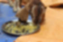 Goat Eating