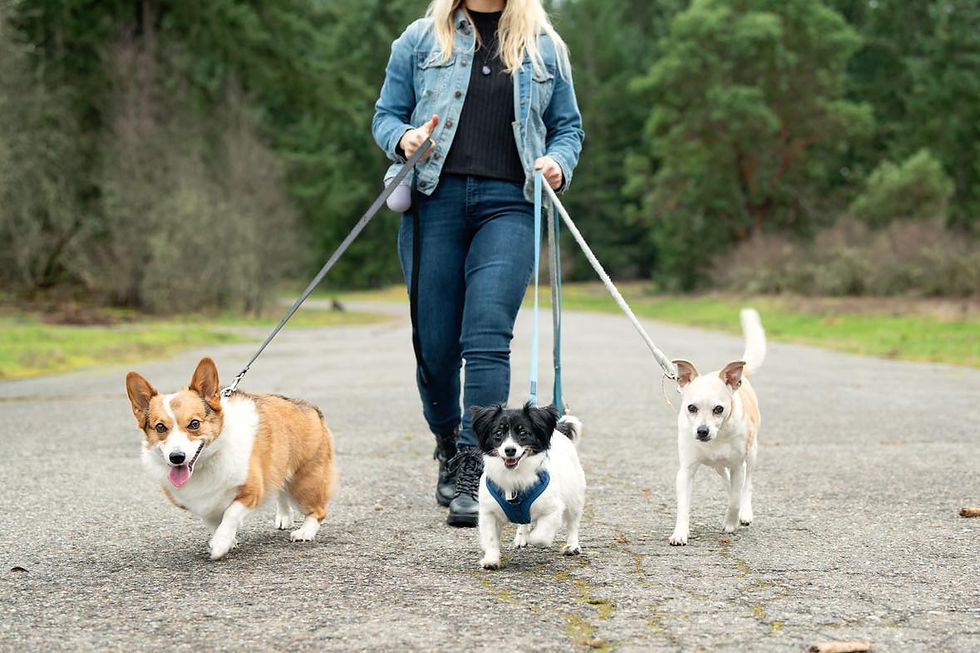 Dog Training Pawsitive Results Dog Training & Behavior Puyallup