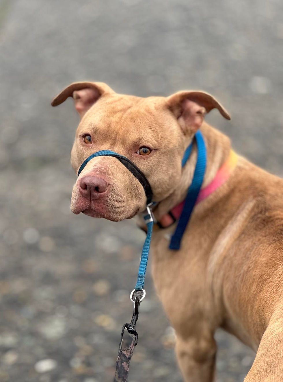 Dog Training Pawsitive Results Dog Training & Behavior Puyallup