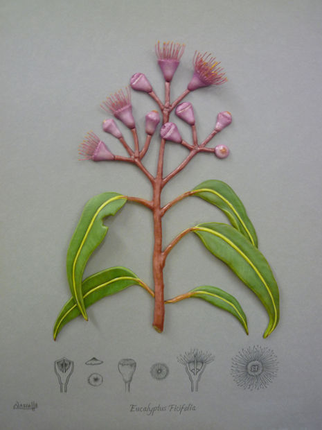 Eucalyptus Ficifollia porcelain - Leanne Vassallo