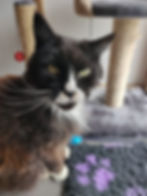 Cocoa