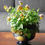 Thumbnail: Glazed Terracotta Royal Stanley bowl with 'Honeybee' winter pansies