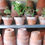 Thumbnail: Geranium Early Bird Special - set of 3 in vintage terracotta pots