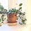 Thumbnail: Potted Muehlenbeckia in a contemporary terracotta pot