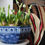 Thumbnail: Antique 'Cloisello Ware' hexangonal bowl with Muscari