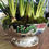 Thumbnail: Early Victorian ironstone, footed bowl with muscari bulbs