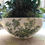Thumbnail: Vintage Enoch Wedgewood 'Asiatic Pheasants' bowl planted with hellebores