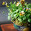 Thumbnail: Glazed Terracotta Royal Stanley bowl with 'Honeybee' winter pansies