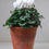 Thumbnail: Potted Cyclamen in a vintage 5" terracotta pot