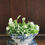 Thumbnail: Antique flow-ware tureen and dish planted with winter pansies