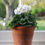 Thumbnail: Potted Cyclamen in a vintage 5" terracotta pot