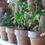 Thumbnail: Geranium Early Bird Special - set of 3 in vintage terracotta pots