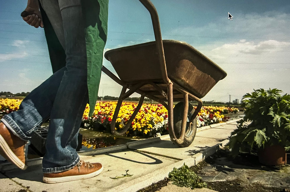 AQA POETRY: FOLLOWER