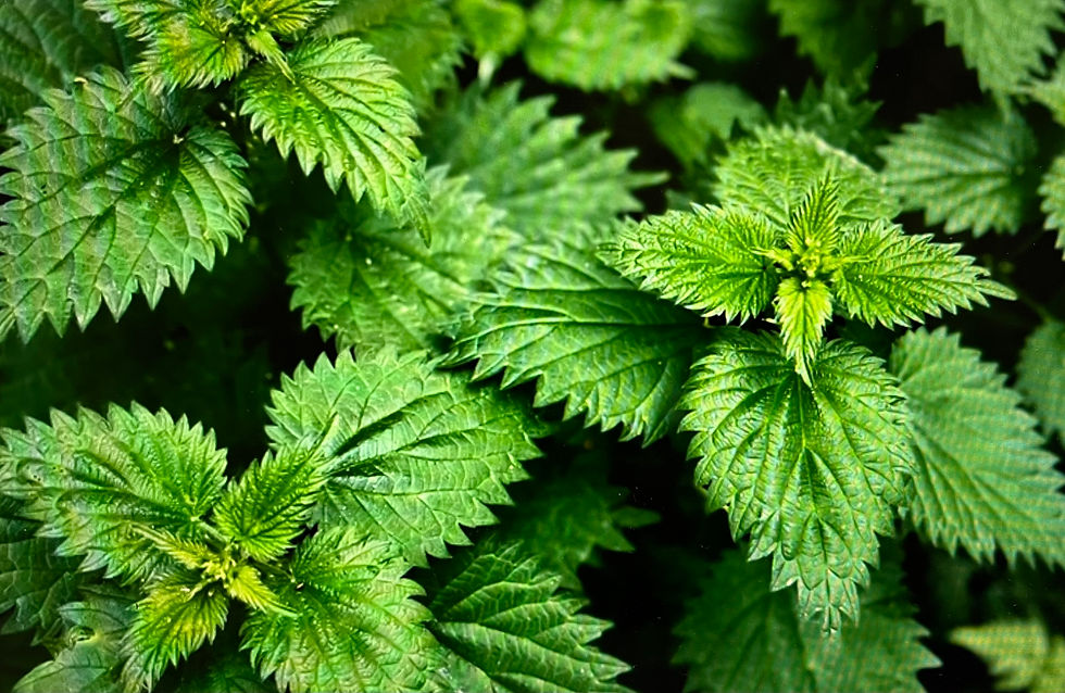 EDEXCEL RELATIONSHIPS: NETTLES