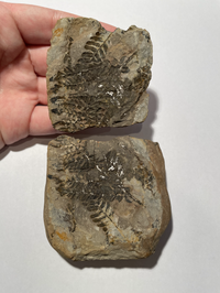 Pennsylvanian Mazon Creek Pecopteris fern from Francis Creek Shale
