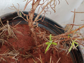 My Little Rosemary Plant and its Resilience