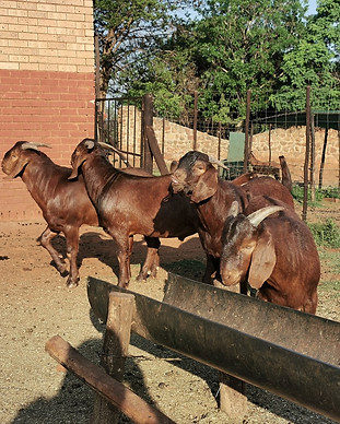 Kalahari red goats.jpg