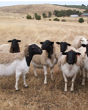 dorper-sheep.jpg
