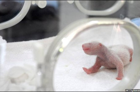 More baby pandas!