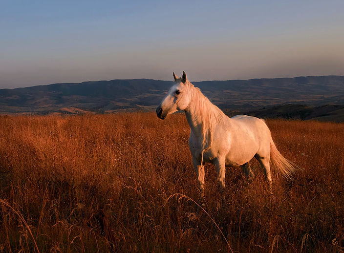 white horse on brown grass field during daytime_edited.jpg