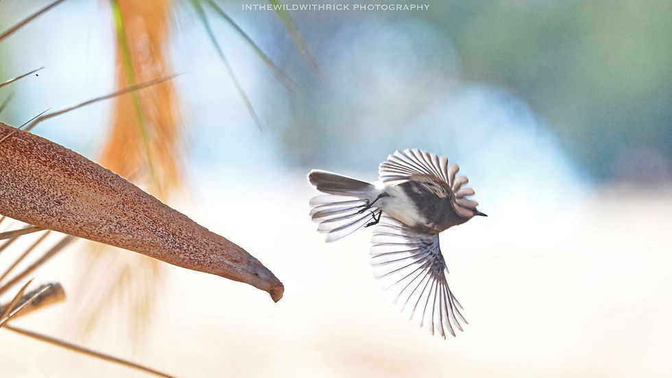 Black Pheobe taking flight