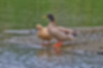 Domestic Ducks