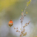 Thumbnail: Hummingbirds of California 2026 Calendar