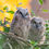 Thumbnail: 2025 Calendar: Owls of the San Francisco Bay Area