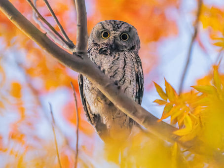 December 6, 2024: Owl Tour No. 49