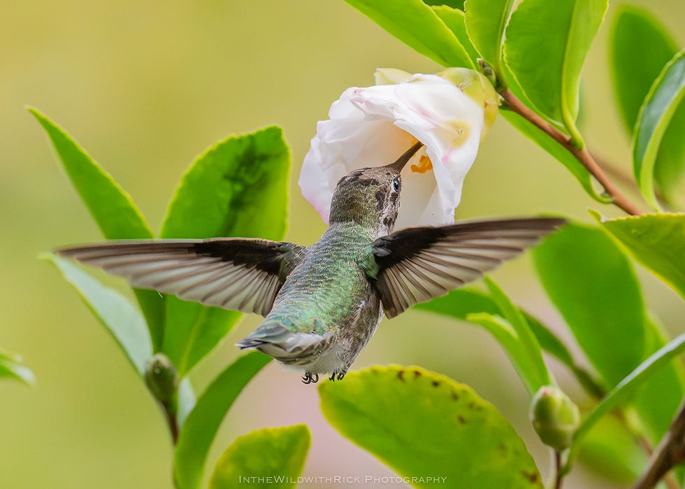 Male Anna's Hummer reaching up to feed on a Silver Waves Camellia flower in our backyard in October.