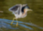 Thumbnail: 2026 Calendar: Birds of the San Francisco Bay Area