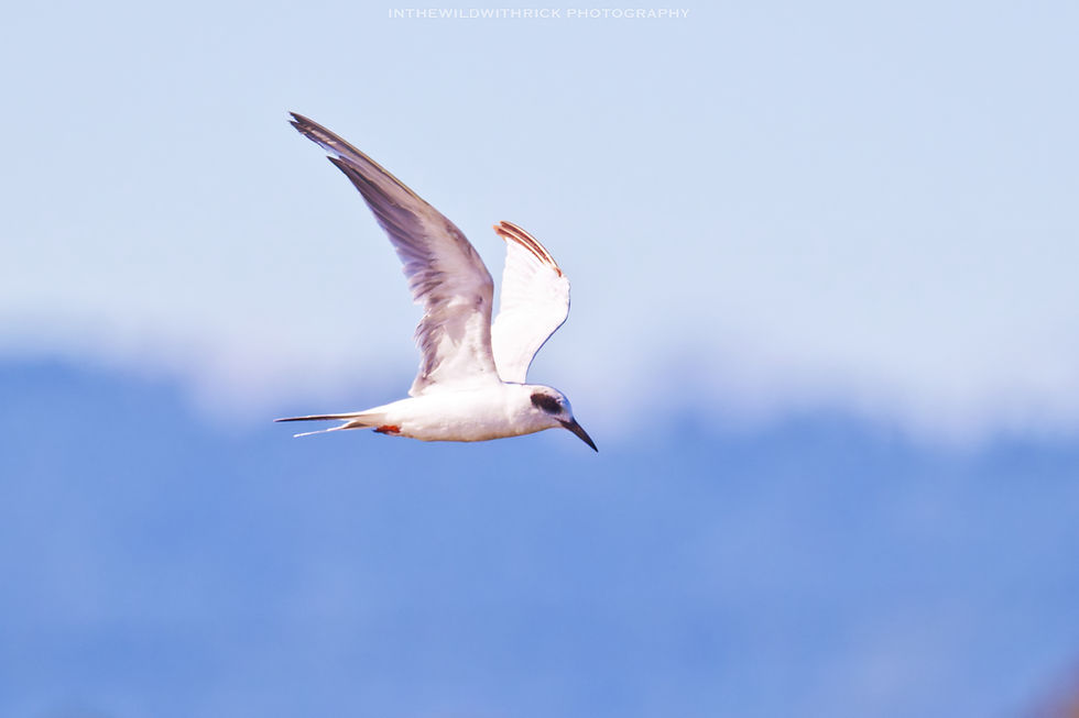 Forster's Tern