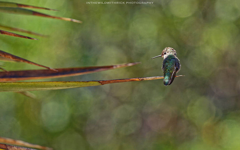 Female Anna's Hummingbird