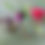 Thumbnail: 2025 Calendar: Hummingbirds of the San Francisco Bay Area