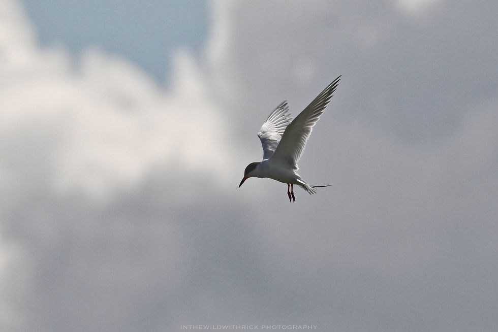 Forster's Tern